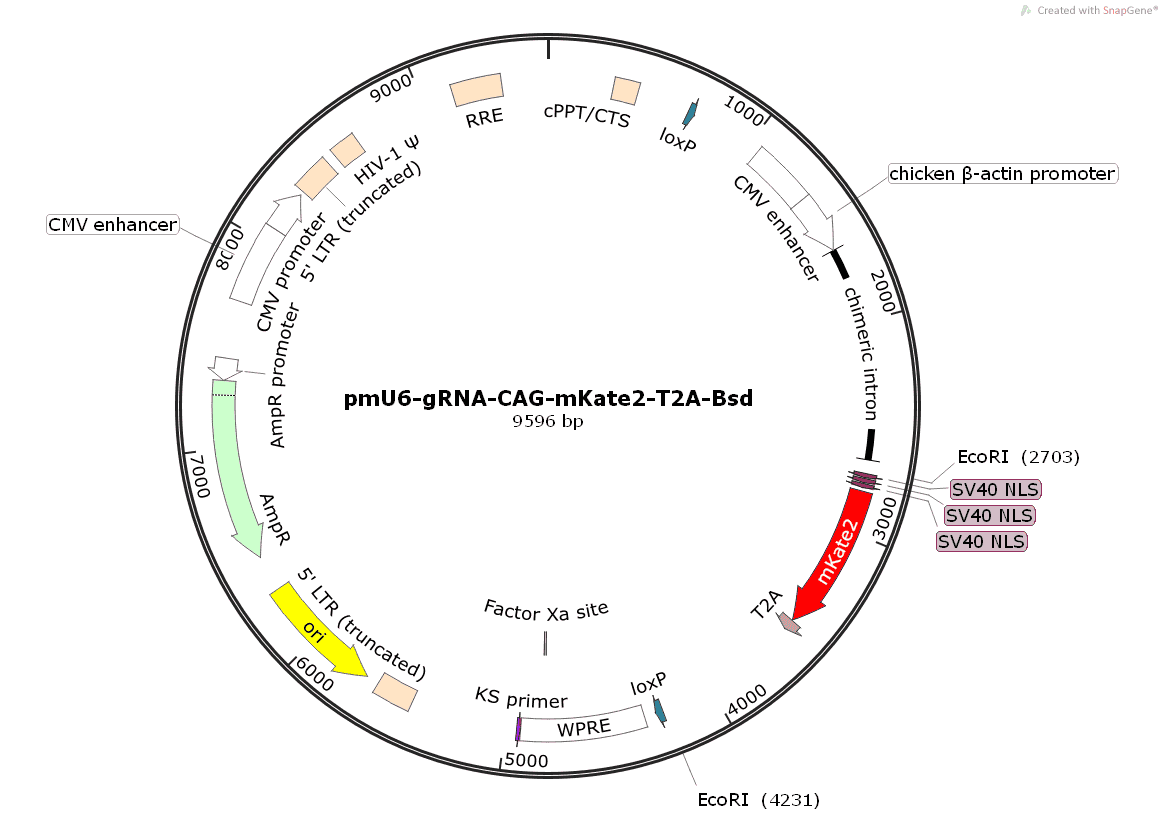 pmU6- gRNA- CAG- mKate2- T2A- Bsd