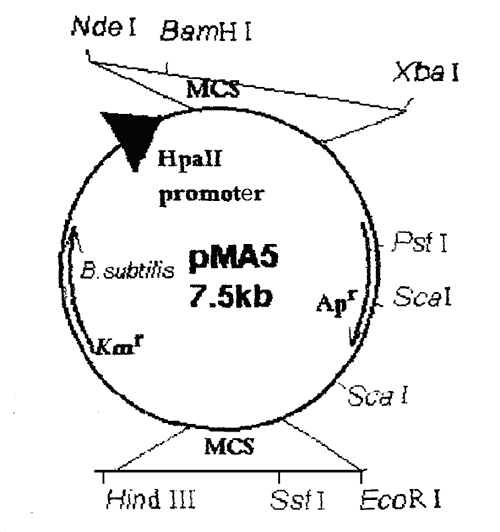 pMA5 - Click Image to Close