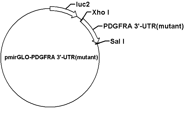 pmirGLO-PDGFRA 3'-UTR - Click Image to Close