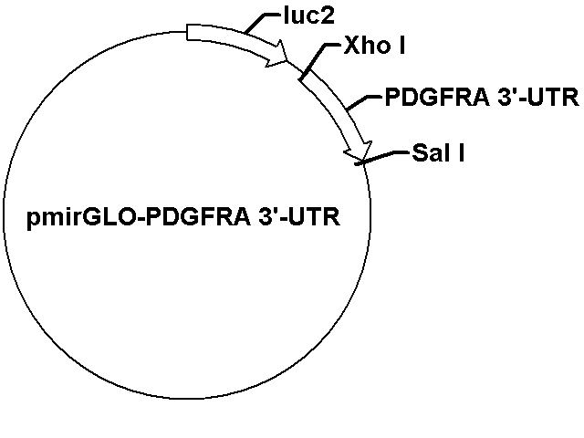 pmirGLO-PDGFRA 3'-UTR