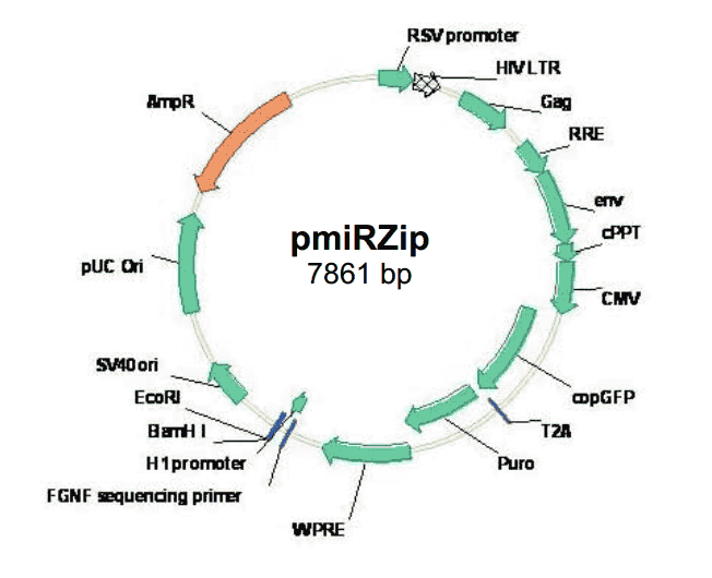 pmiRZip anti-microRNA - Click Image to Close