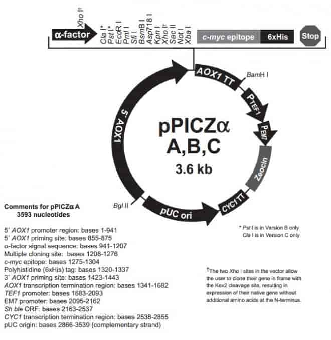 pPICZ - Click Image to Close