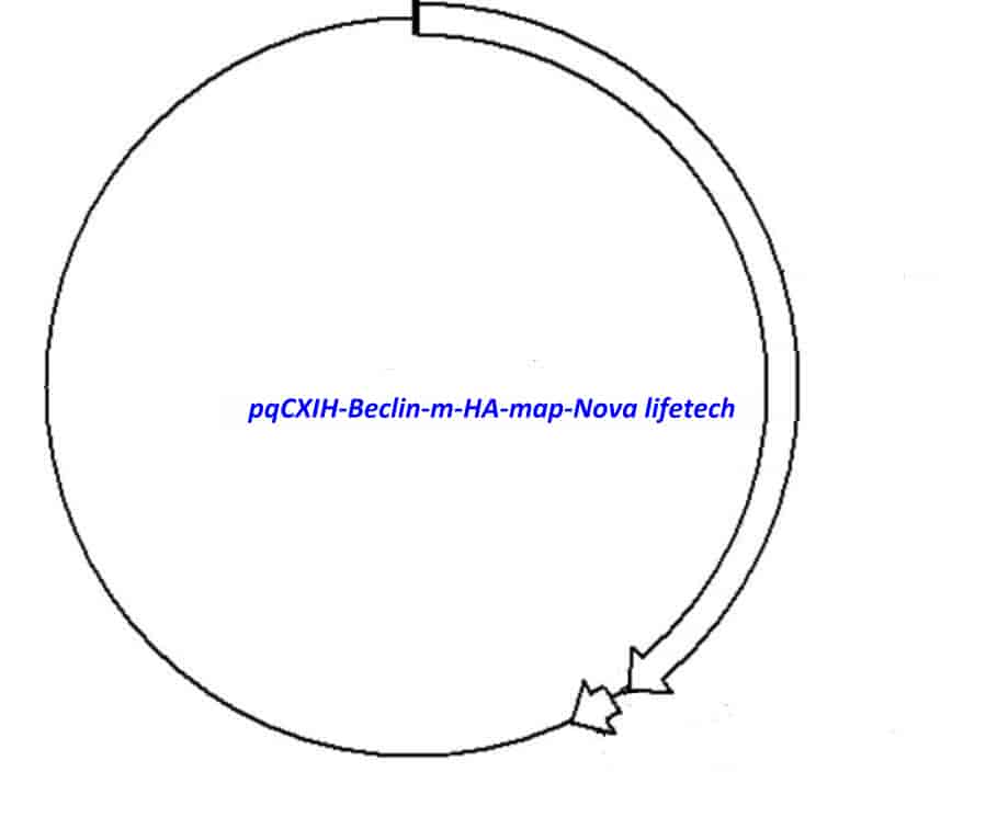 pqCXIH- Beclin- m- HA - Click Image to Close
