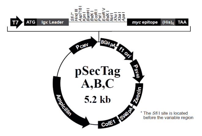 pSecTag B