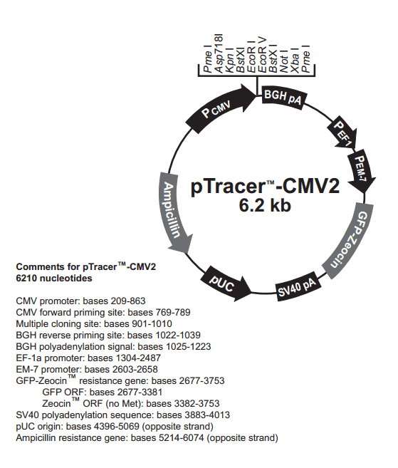 pTracer-CMV2 - Click Image to Close