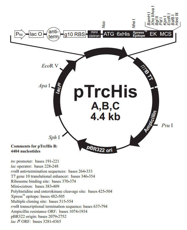 pTrcHis A