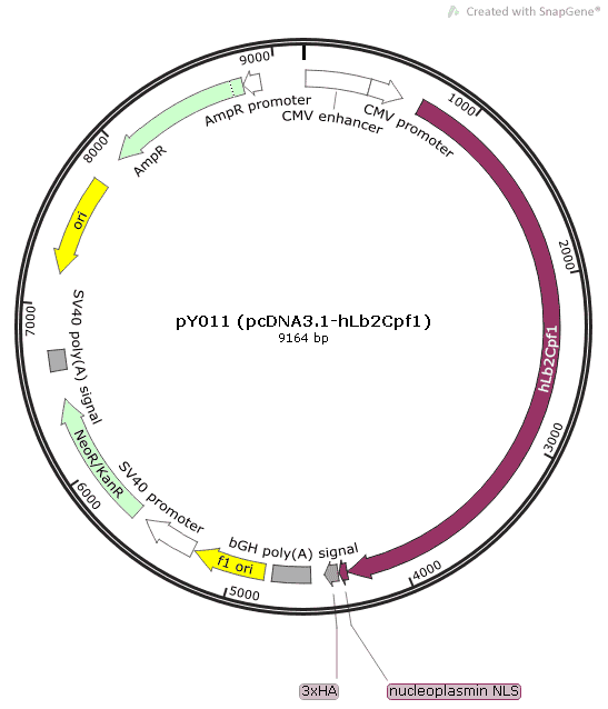 pY011 (pcDNA3.1-hLb2Cpf1) - Click Image to Close
