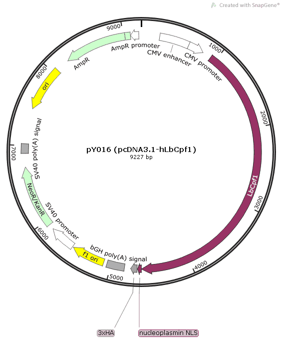 pY016 (pcDNA3.1-hLbCpf1) - Click Image to Close